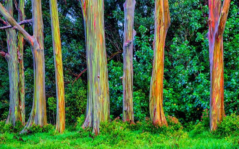 These Strange Trees Look Alien - Given Us