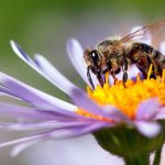 Why It’s Important to ‘Bee’ Kind to Nature