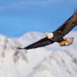 5 Tips to Soar Like an Eagle